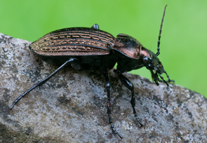 Höckerstreifen-Laufkäfer (Carabus ulrichii), 10.09.2011, Krakau