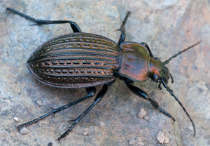 Höckerstreifen-Laufkäfer (Carabus ulrichii), Krakau