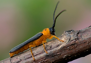 Weiden-Linienbock (Oberea oculata), Wyry