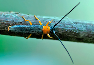 Weiden-Linienbock (Oberea oculata), Wyry