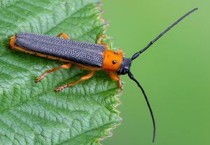 Weiden-Linienbock (Oberea oculata), 13.06.2020