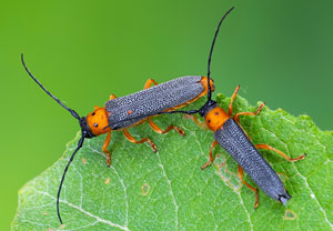 Weiden-Linienbock (Oberea oculata), 28.06.2021, Niederzissen, Bausenberg