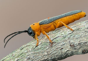 Weiden-Linienbock (Oberea oculata), 01.07.2021, Niederzissen, Bausenberg
