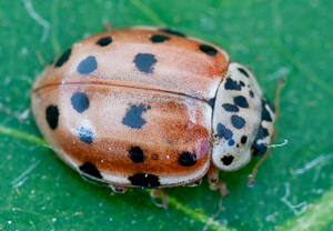 Vierpunkt-Marienkäfer (Harmonia quadripunctata) &ndash; Foto 2