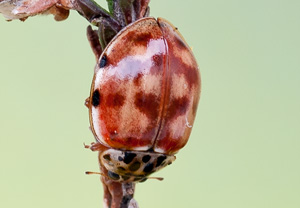 Vierpunkt-Marienkäfer (Harmonia quadripunctata) &ndash; Foto 3