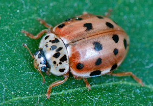 Vierpunkt-Marienkäfer (Harmonia quadripunctata) &ndash; Foto 1