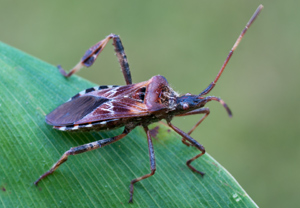 Amerikanische Kiefernwanze (Leptoglossus occidentalis), 03.10.2011