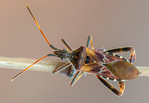 Amerikanische Kiefernwanze (Leptoglossus occidentalis), 03.11.2018