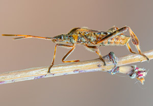 Amerikanische Kiefernwanze (Leptoglossus occidentalis), 03.11.2018
