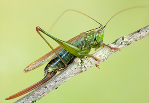 Langflüglige Schwertschrecke (Conocephalus fuscus) &ndash; Foto 1