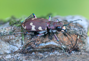Cicindela hybrida