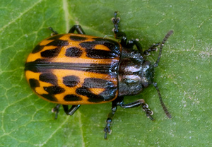 Gefleckter Weidenblattkäfer (Chrysomela vigintipunctata), 24.03.2012