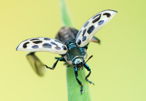 Gefleckter Weidenblattkäfer (Chrysomela vigintipunctata), 25.05.2017
