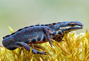 Teichmolch (Lissotriton vulgaris) &ndash; Foto 2