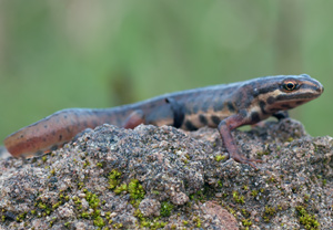 Teichmolch (Lissotriton vulgaris) &ndash; Foto 3