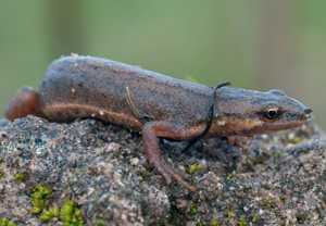 Teichmolch (Lissotriton vulgaris) &ndash; Foto 4