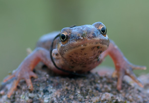 Teichmolch (Lissotriton vulgaris) &ndash; Foto 5