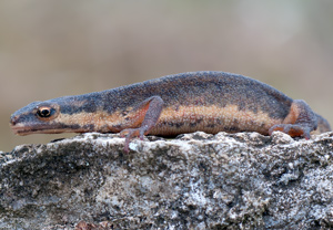 Teichmolch (Lissotriton vulgaris) &ndash; Foto 6