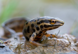 Teichmolch (Lissotriton vulgaris)
