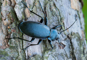 Goldleiste (Carabus violaceus), 06.08.2017, Wyry