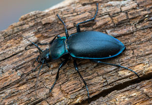 Goldleiste (Carabus violaceus), 09.11.2018, Wyry