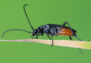 Schwarzer Schmalbock (Stenurella nigra), 23.05.2023, Montabaur