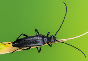 Schwarzer Schmalbock (Stenurella nigra), 23.05.2023, Montabaur