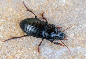 Harpalus tardus, 26.03.2022, Köln - Wahnerheide