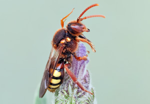 Rothaarige Wespenbiene (Nomada lathburiana), 01.04.2012