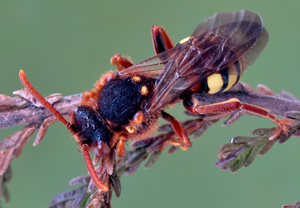 Rothaarige Wespenbiene (Nomada lathburiana), 01.04.2012
