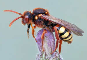 Rothaarige Wespenbiene (Nomada lathburiana)