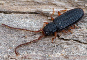 Langhörniger Raubplattkäfer (Uleiota planata), 28.02.2021, Merten