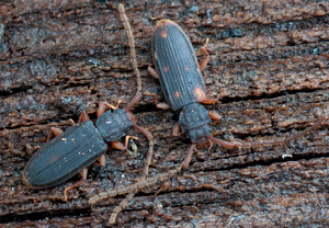 Langhörniger Raubplattkäfer (Uleiota planata) – Foto 1