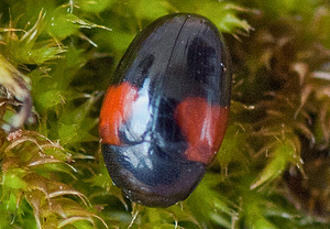 Rotfleckiger Faulholzkäfer (Tritoma bipustulata) – Foto 1