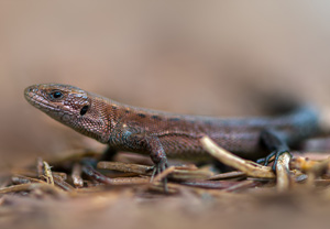 Waldeidechse (Zootoca vivipara), 27.09.2015