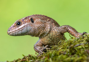 Waldeidechse (Zootoca vivipara), 22.08.2019, Kościelisko