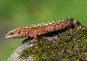 Waldeidechse (Zootoca vivipara), 22.08.2019, Kościelisko