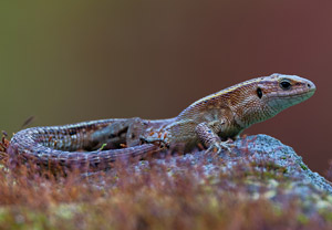Waldeidechse (Zootoca vivipara), 21.08.2019, Kościelisko