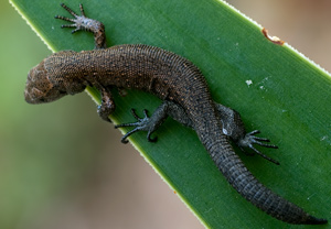 Waldeidechse (Zootoca vivipara)