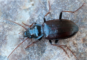 Nebria salina