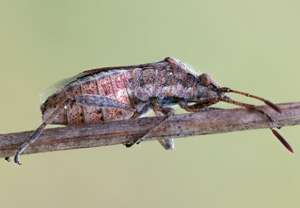 Stictopleurus punctatonervosus, 29.04.2012