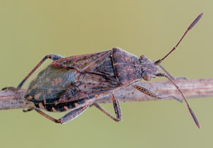 Stictopleurus punctatonervosus – Foto 1