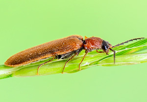 Zahnhalsiger Schnellkäfer (Denticollis linearis), 17.05.2014