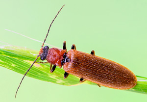 Zahnhalsiger Schnellkäfer (Denticollis linearis), 17.05.2014