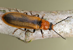 Zahnhalsiger Schnellkäfer (Denticollis linearis), 15.05.2022, Jülich