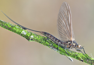 Centroptilum luteolum