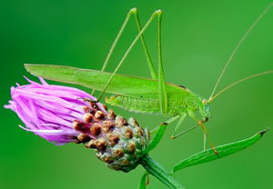Gemeine Sichelschrecke (Phaneroptera falcata) – Foto 1