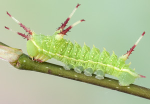 Nagelfleck (Aglia tau), 24.05.2012