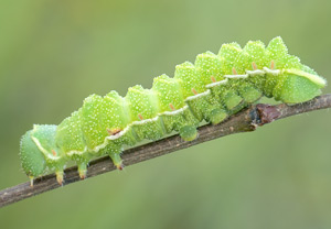 Nagelfleck (Aglia tau), 30.06.2012