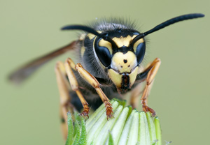 Deutsche Wespe (Vespula germanica) – Foto 2